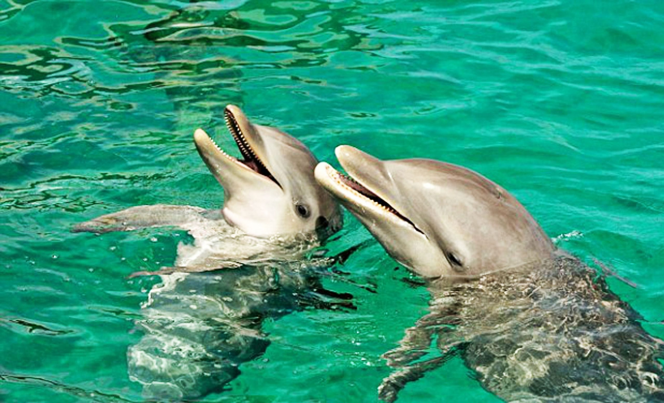Wild Dolphins Call Each Other by Name