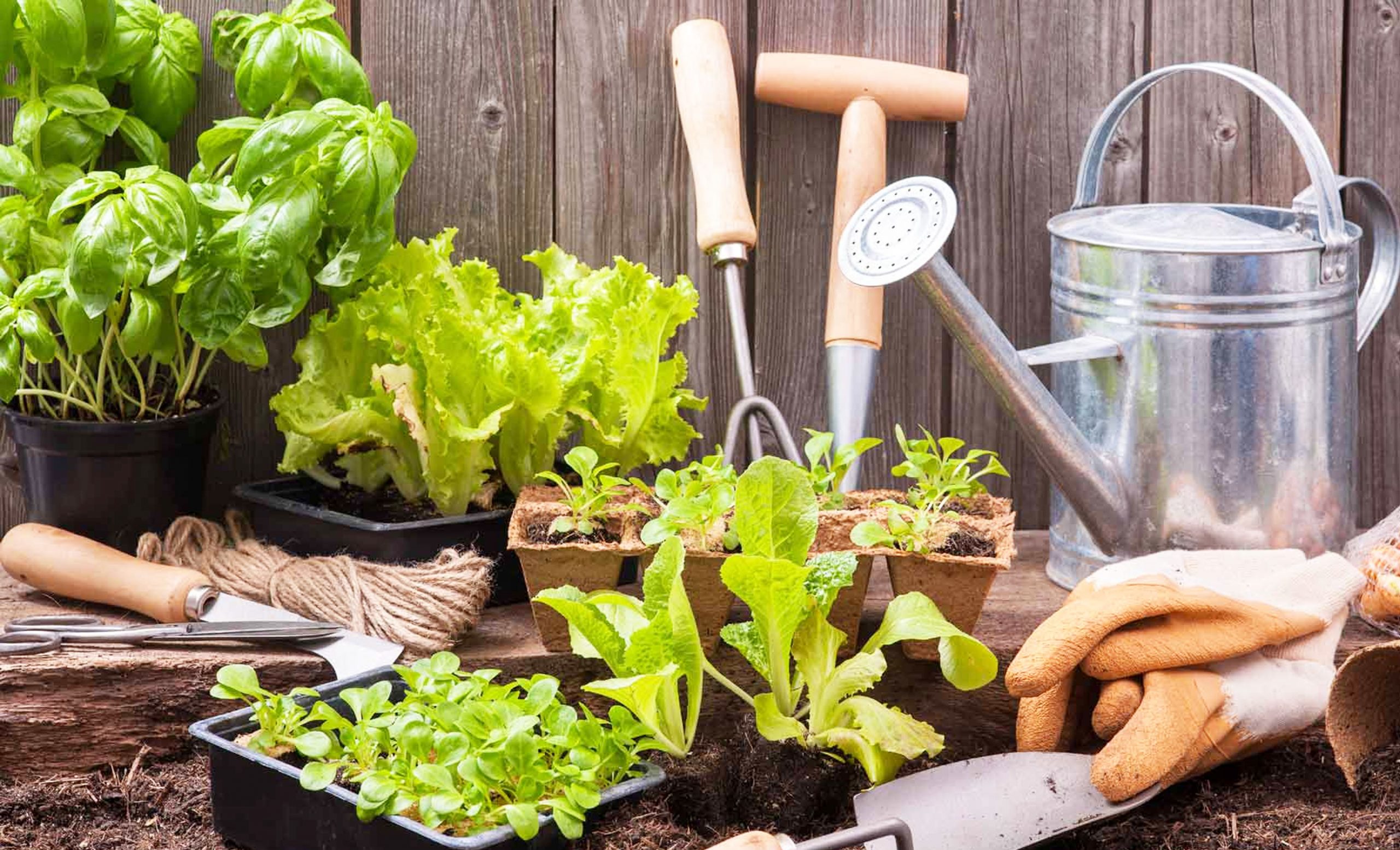 Gardening to Boost Confidence