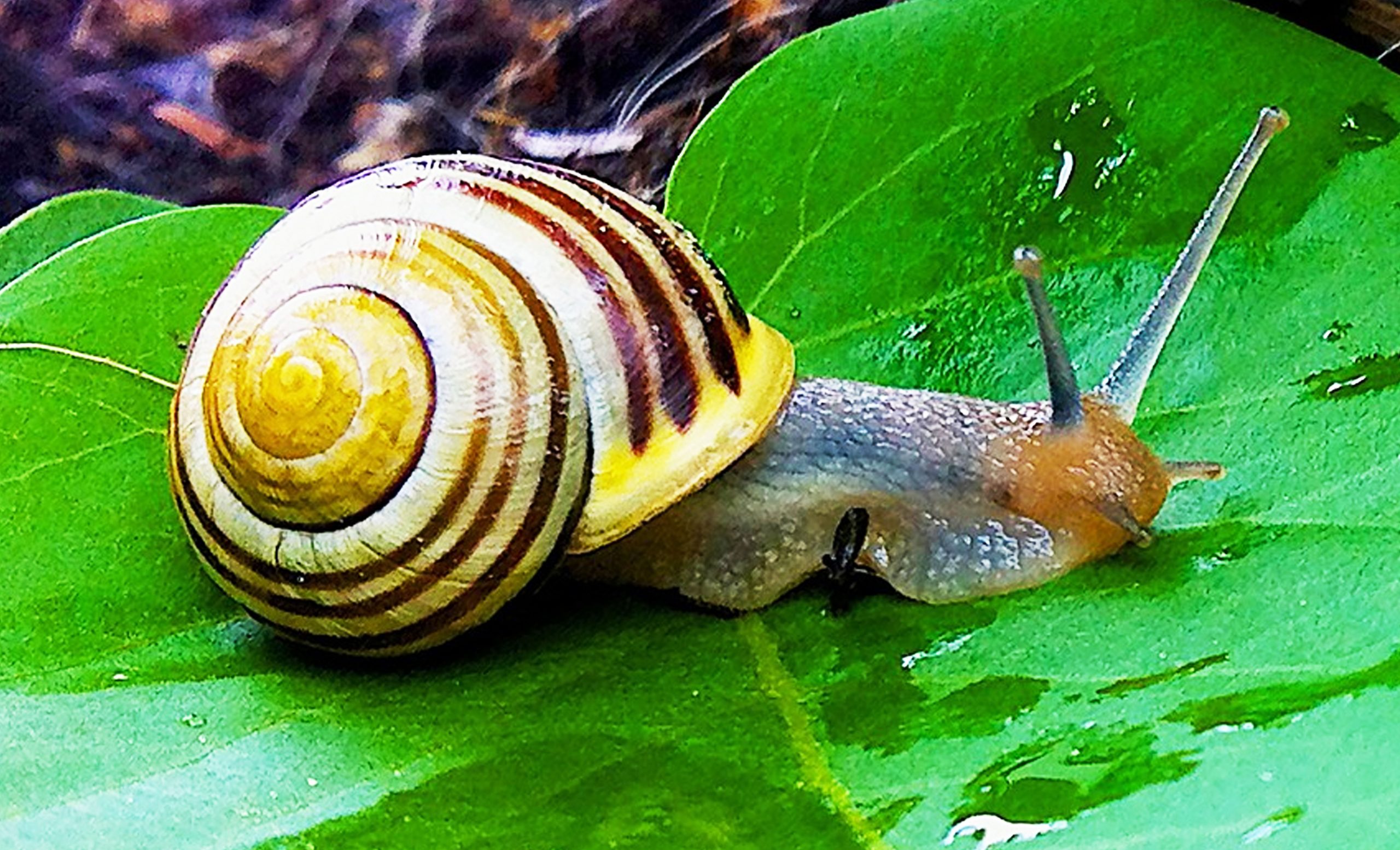 Snail Facts