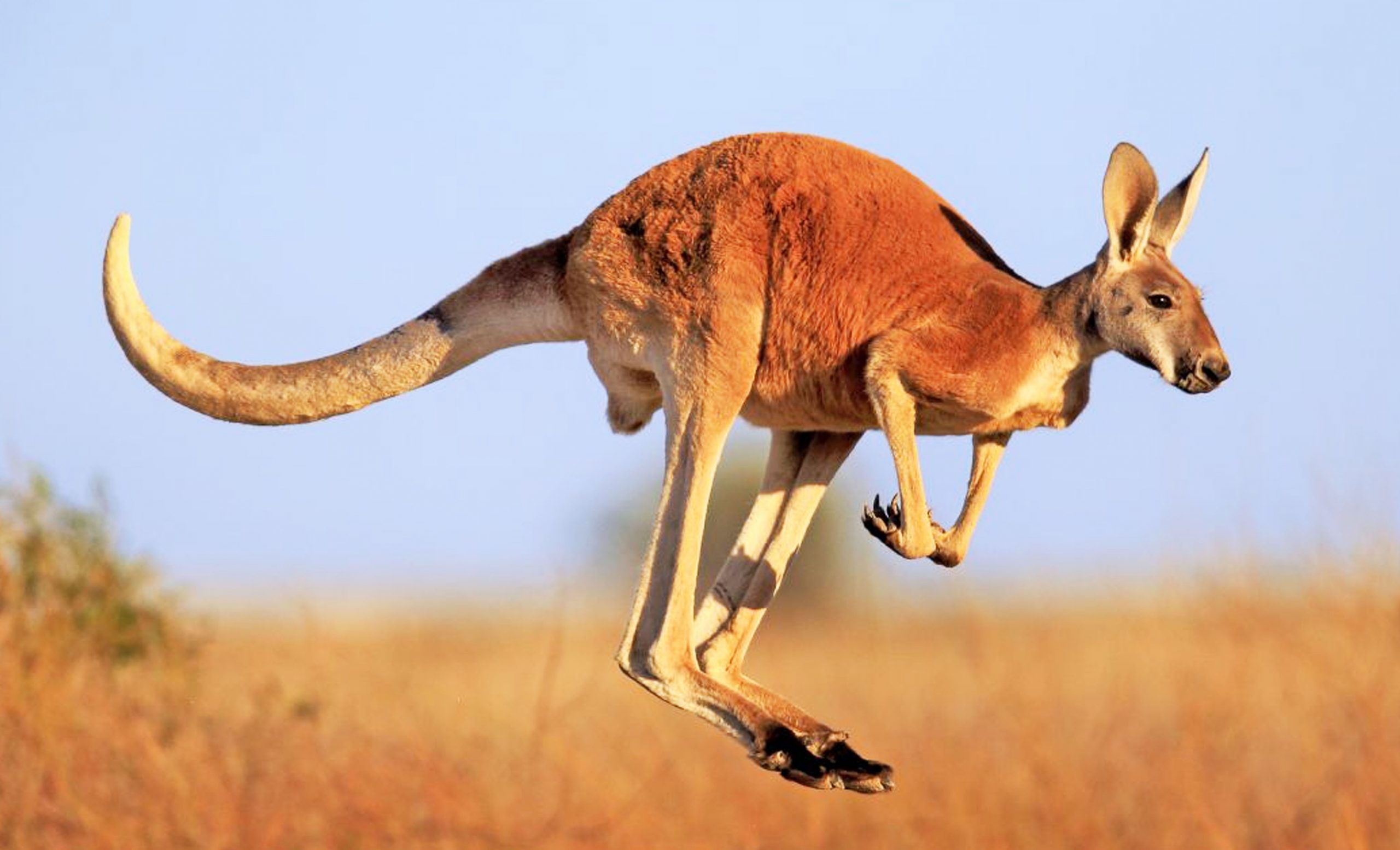 Kangaroos Cannot Walk Backwards
