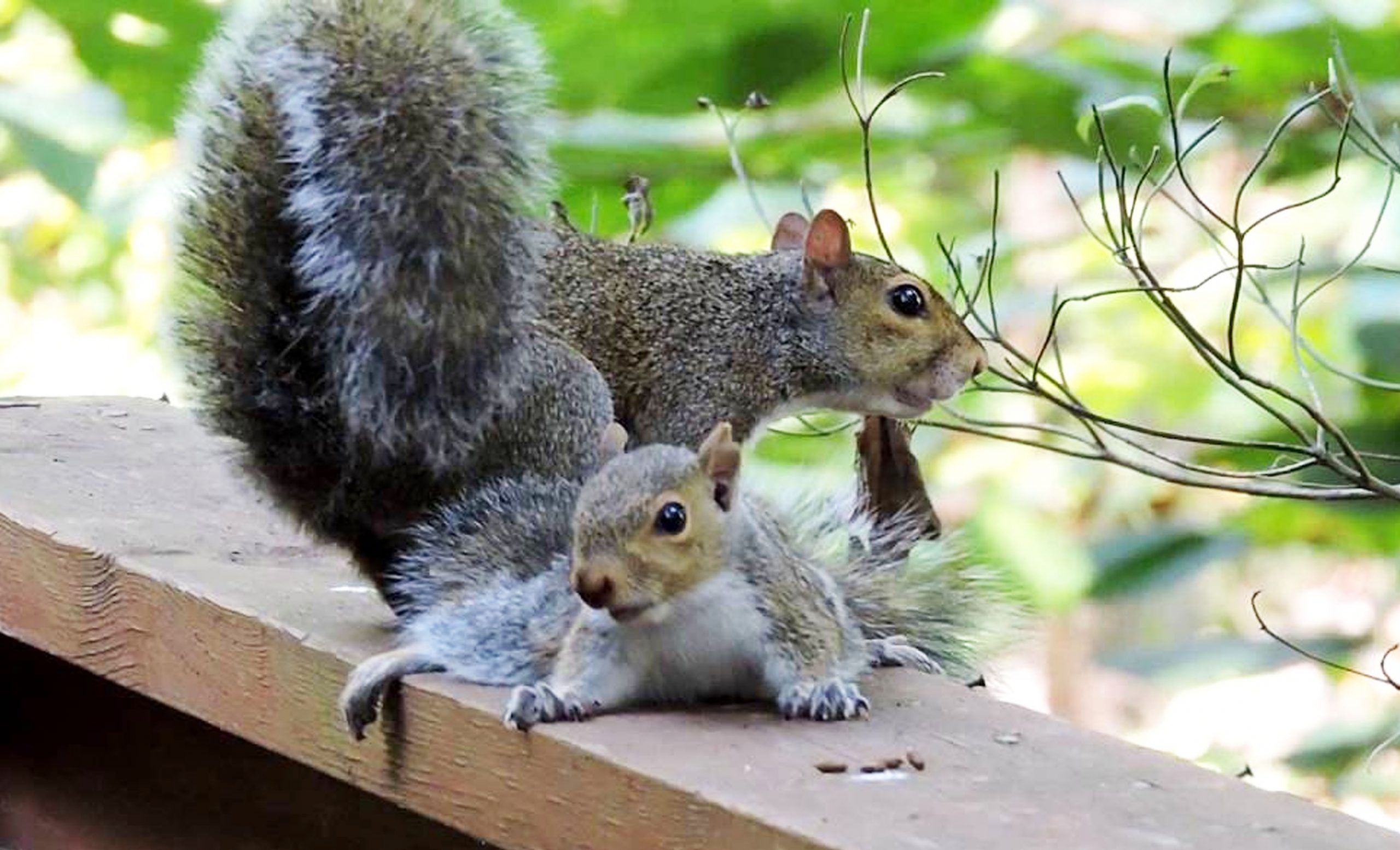 Caring Squirrels