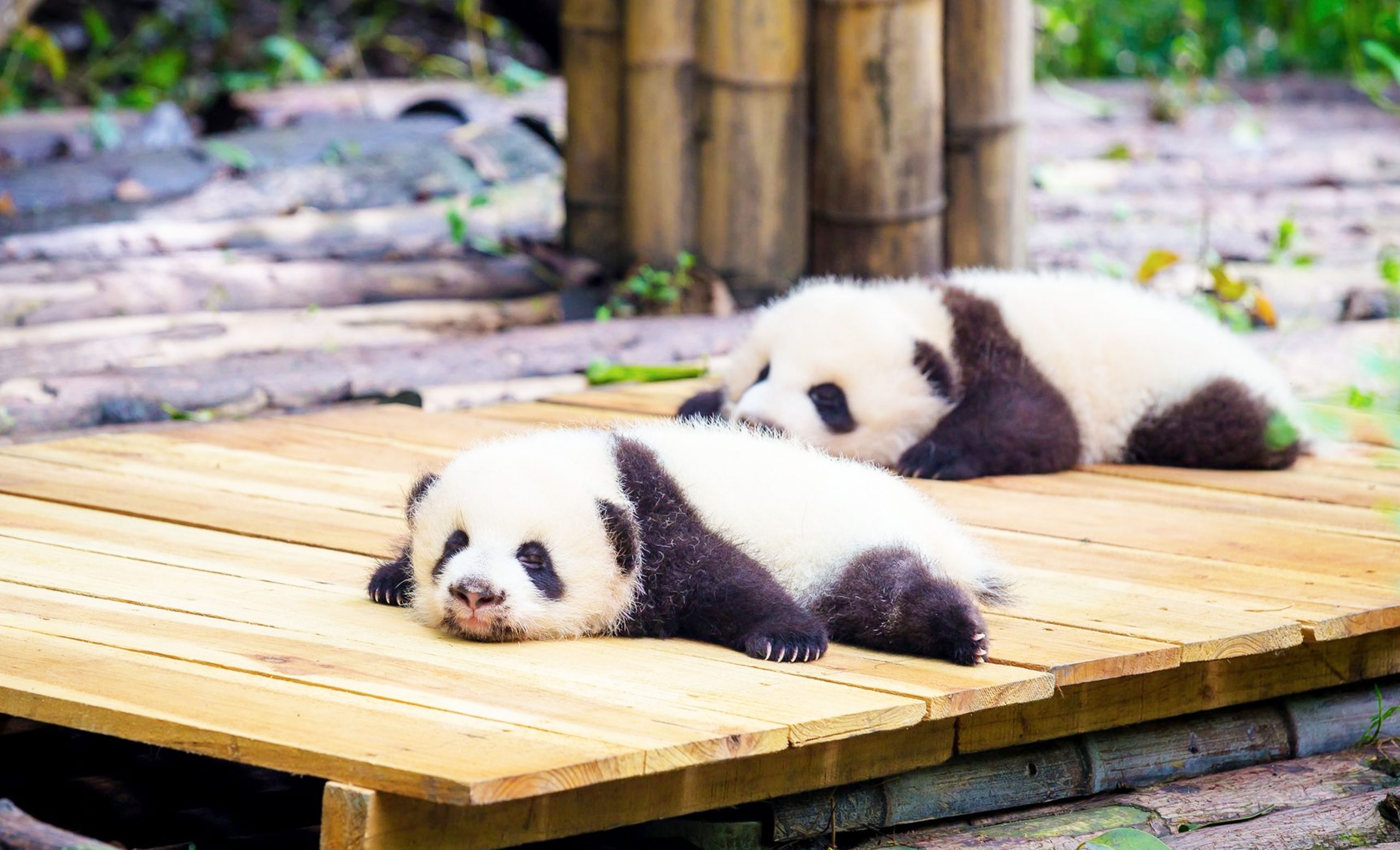 How Big Are Baby Pandas?