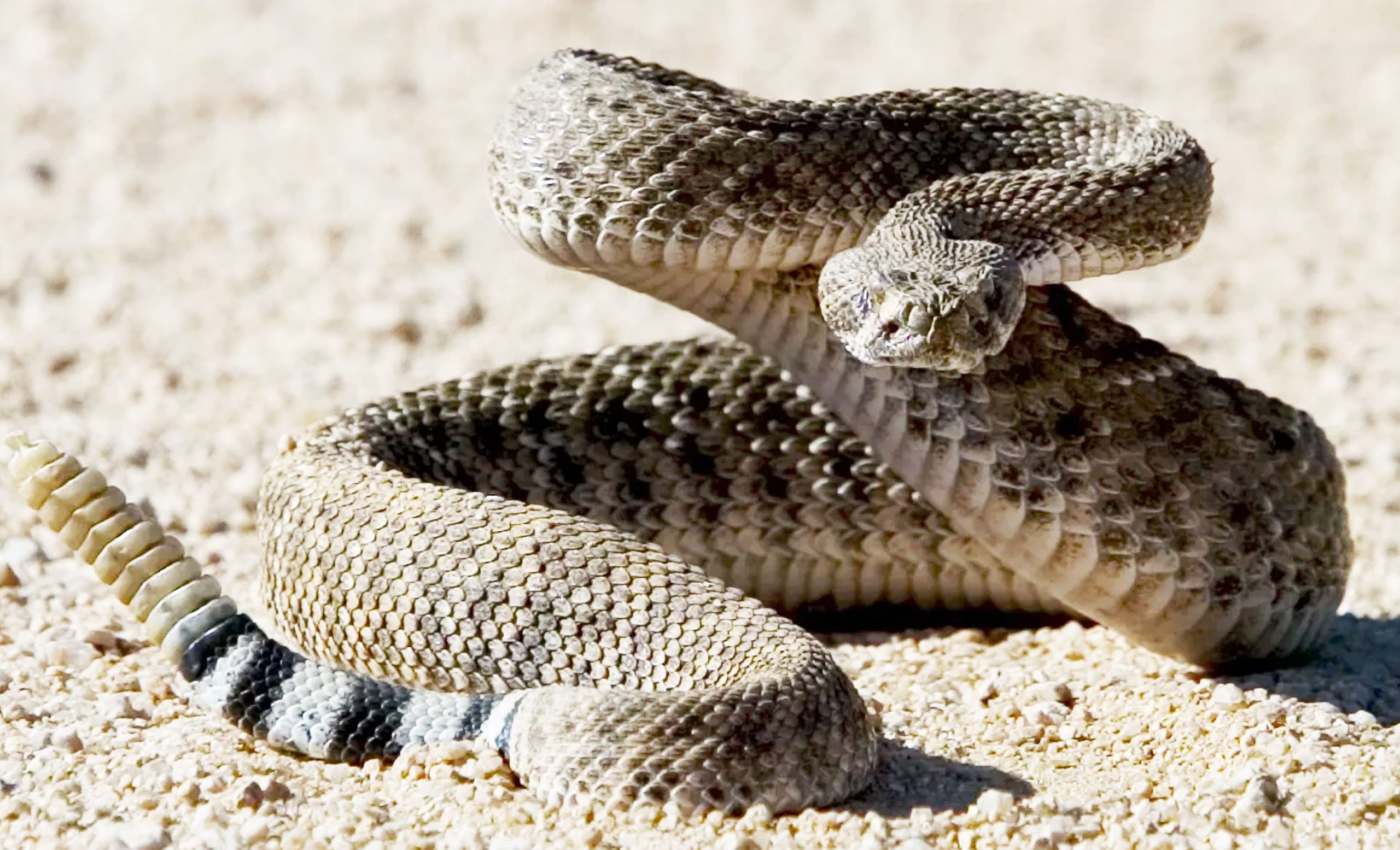 Rattle Snakes