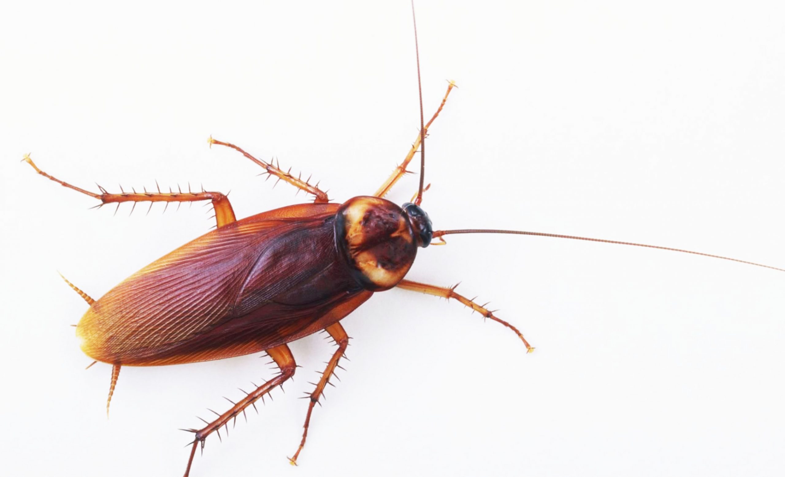 Amazing Cockroaches