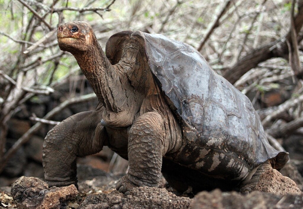 Centenarian Tortoises