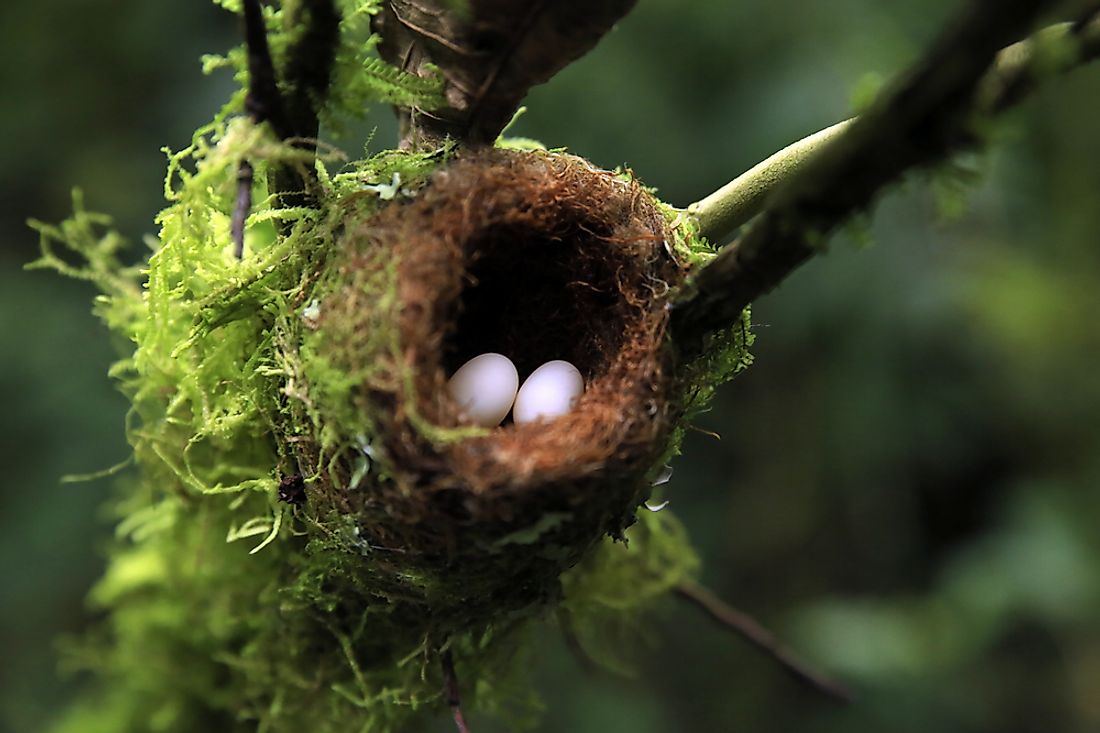 Smallest Nest