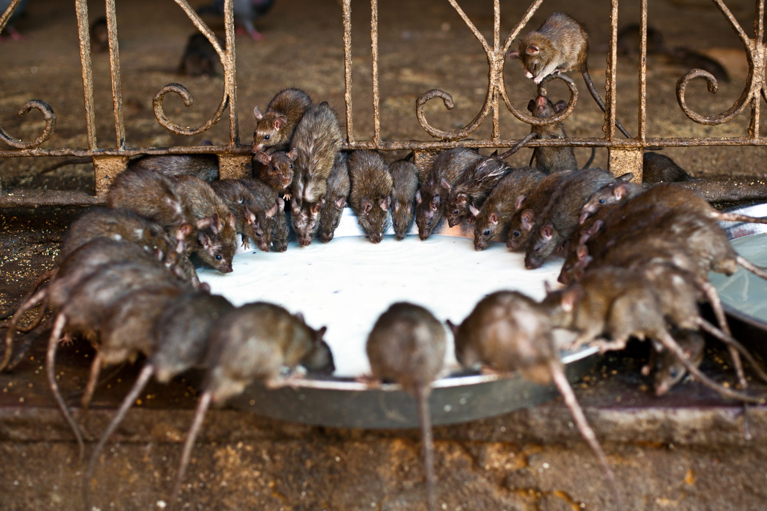 Temple of Rats